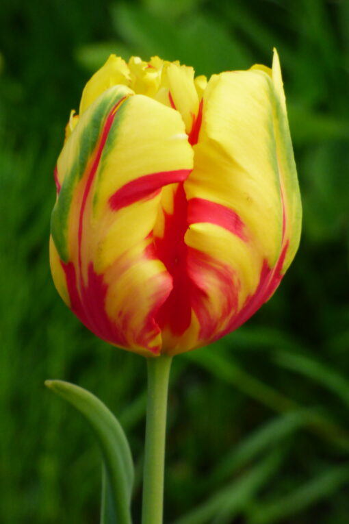 Tulp 'Texas Flame' 10tk