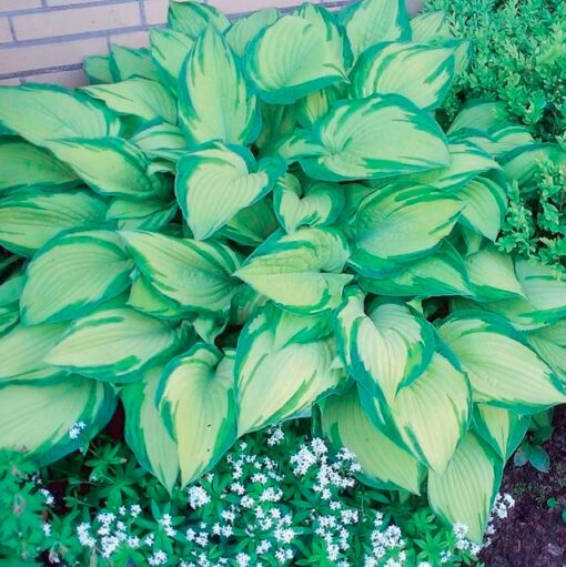Hosta 'Albopicta'