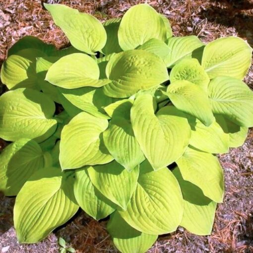 Hosta 'August Moon'