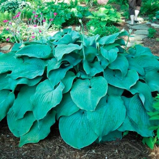 Hosta 'Blue Mammoth'