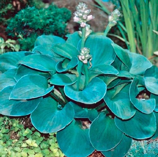 Mini hosta 'Blue Mouse Ears'
