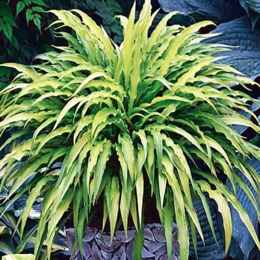 Eriline hosta 'Curly Fries'