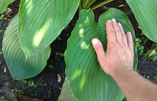 Hiiglaslik hosta 'Empress Wu'