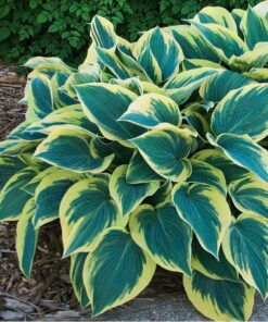 Hosta &#8216;First Frost&#8217;