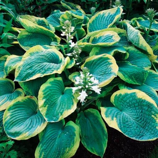 Hosta 'Frances Williams'