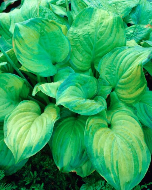 Hosta 'Guacamole'