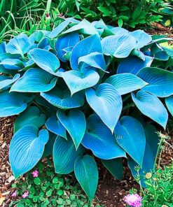 Hosta &#8216;Halcyon&#8217;