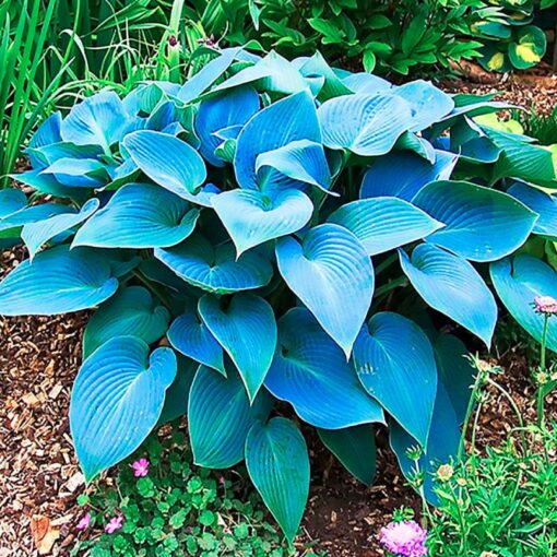 Hosta 'Halcyon'