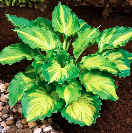 Hosta 'Lakeside Paisley Print'