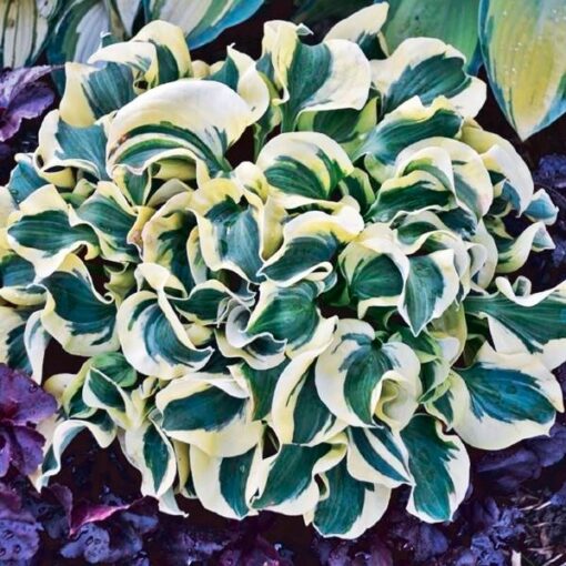 Miniatuurne hosta 'Mini Skirt'