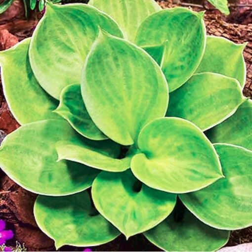 Madal hosta 'Monster Ears'