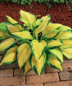 Hosta &#8216;Orange Marmalade&#8217;