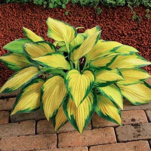 Hosta 'Orange Marmalade'