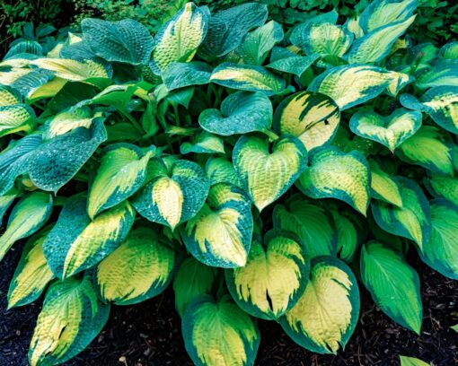 Hosta 'Paul`s Glory'