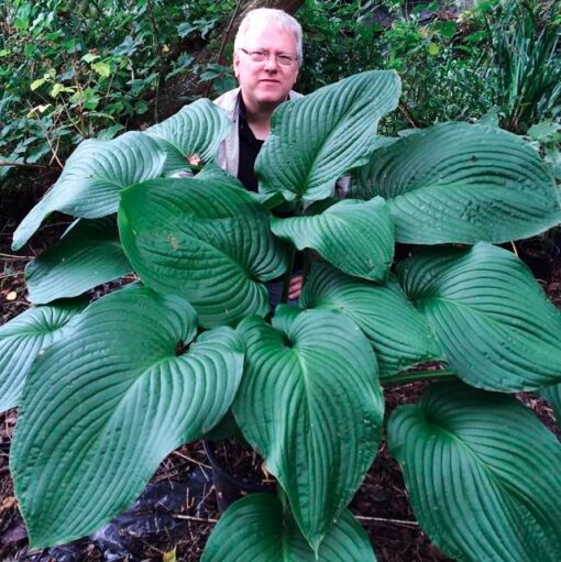 Hiiglaslik hosta 'T-Rex'
