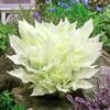 Hosta White Feather