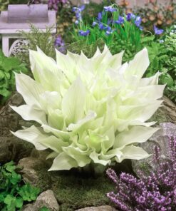Hosta White Feather