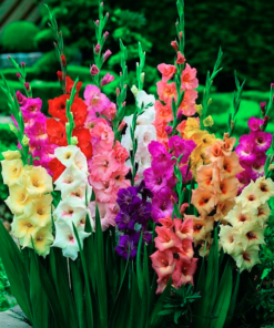 Gladioolisibulate pakk 50tk