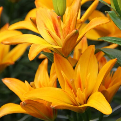 Täidisõieline liilia 'Gold Twin' 3tk