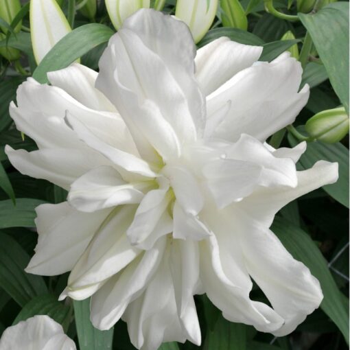 Täidisõieline liilia 'Lotus Ice' 3tk