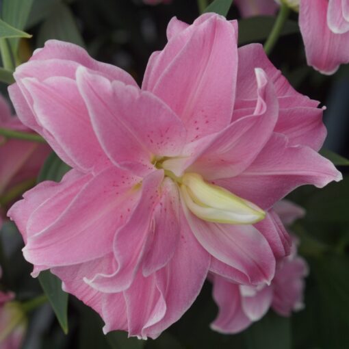 Täidisõieline liilia 'Lotus Joy' 3tk