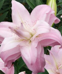 Täidisõieline liilia &#8216;Lotus Queen&#8217; 3tk