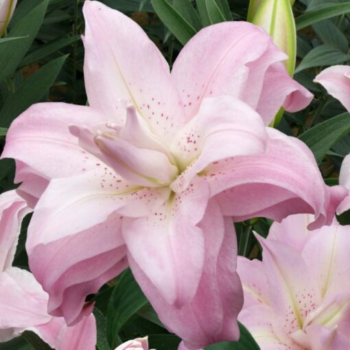 Täidisõieline liilia 'Lotus Queen' 3tk
