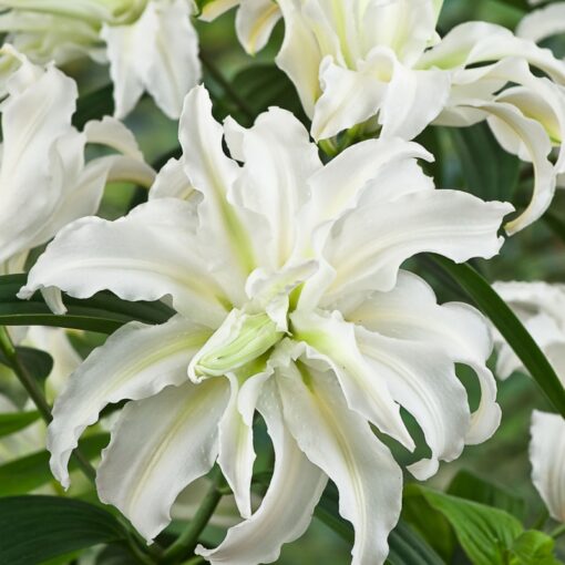 Täidisõieline liilia 'Polar Star' 3tk