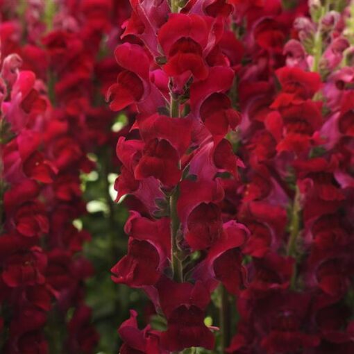 Lõvilõug 'Potomac Crimson'