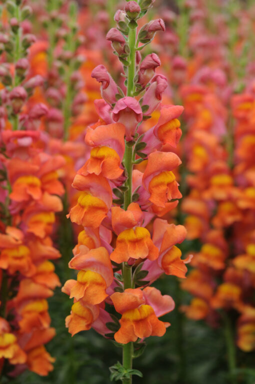 Lõvilõug 'Potomac Dark Orange'
