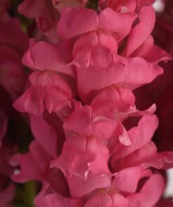 Lõvilõug &#8216;Potomac Dark Pink&#8217;
