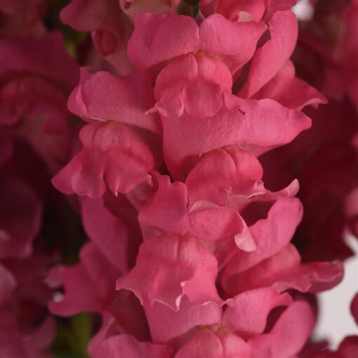 Lõvilõug 'Potomac Dark Pink'