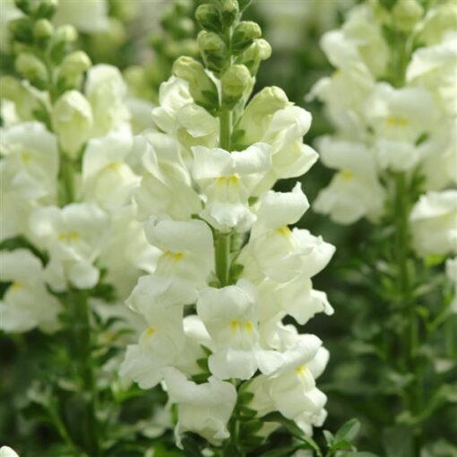 Lõvilõug 'Potomac Ivory White'
