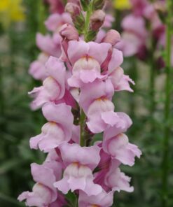 Lõvilõug &#8216;Potomac Lavender&#8217;