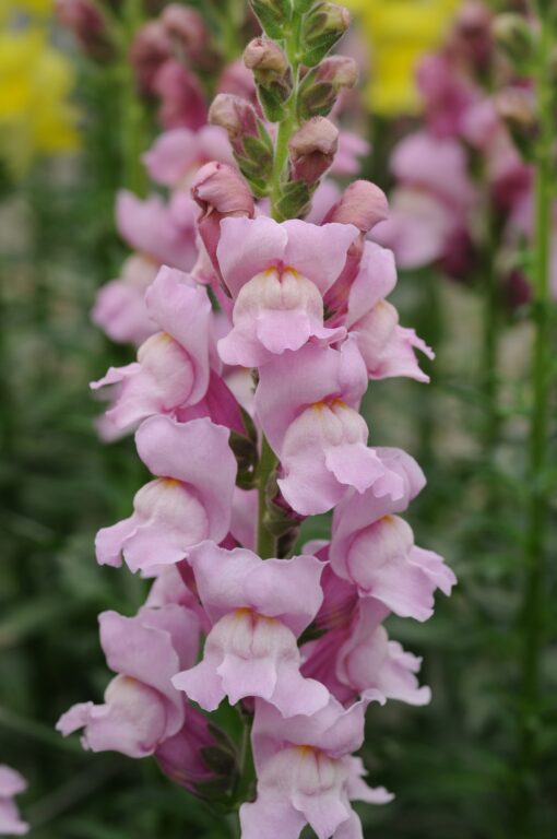 Lõvilõug 'Potomac Lavender'