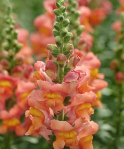 Lõvilõug &#8216;Potomac Orange&#8217;