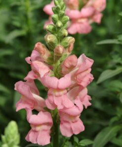 Lõvilõug &#8216;Potomac Pink&#8217;