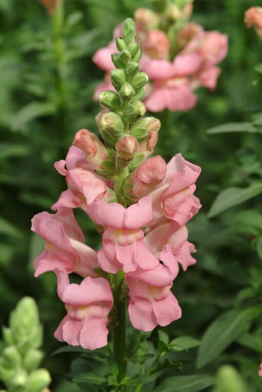 Lõvilõug 'Potomac Pink'