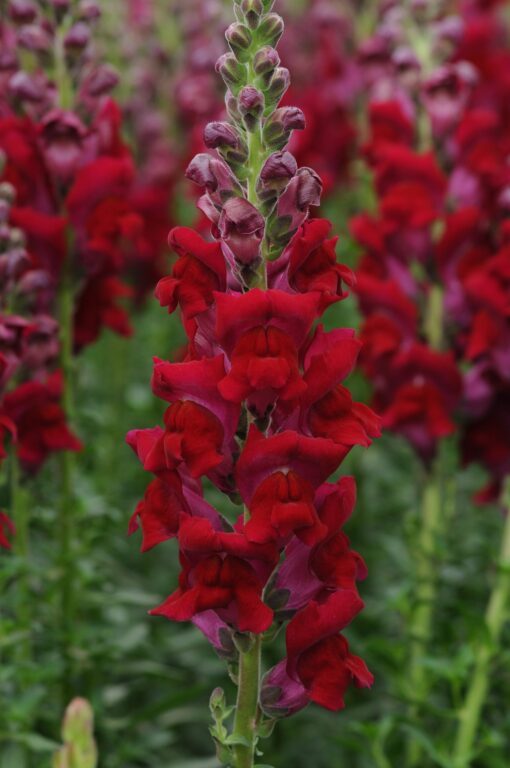 Lõvilõug 'Potomac Red'