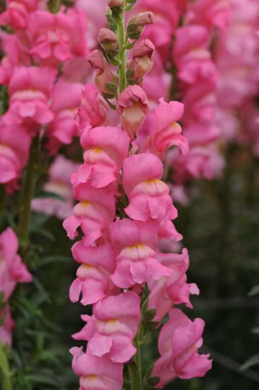 Lõvilõug 'Potomac Rose'