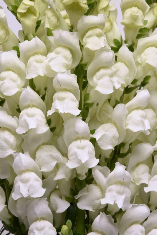 Lõvilõug 'Potomac White'