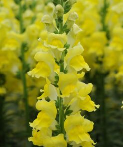 Lõvilõug &#8216;Potomac Yellow&#8217;