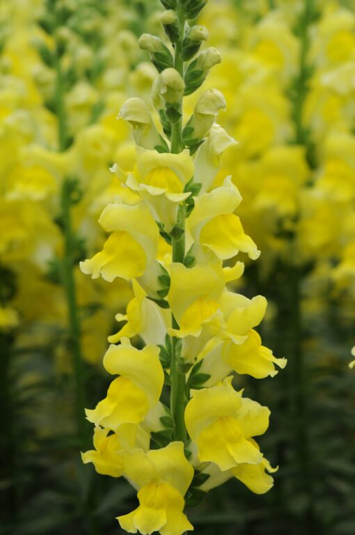 Lõvilõug 'Potomac Yellow'