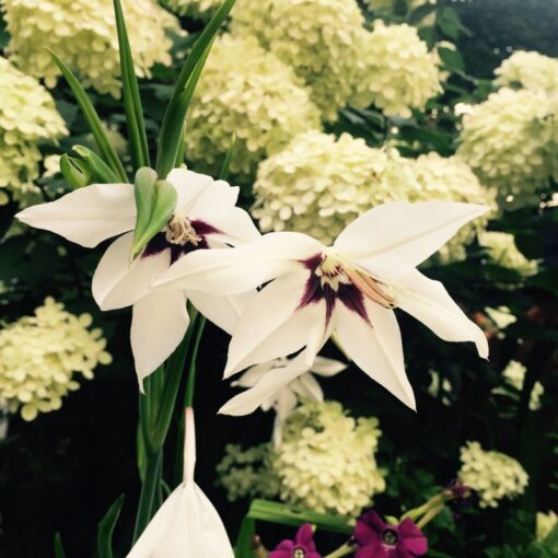Gladiolus callianthus 'Murielae'