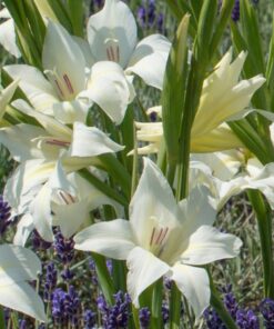 Gladiolus colvillei &#8216;Albus&#8217;