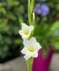 Gladiolus nanus &#8216;Summer Bride&#8217;