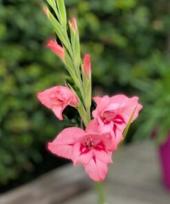 Gladiolus nanus &#8216;Summer Love&#8217;