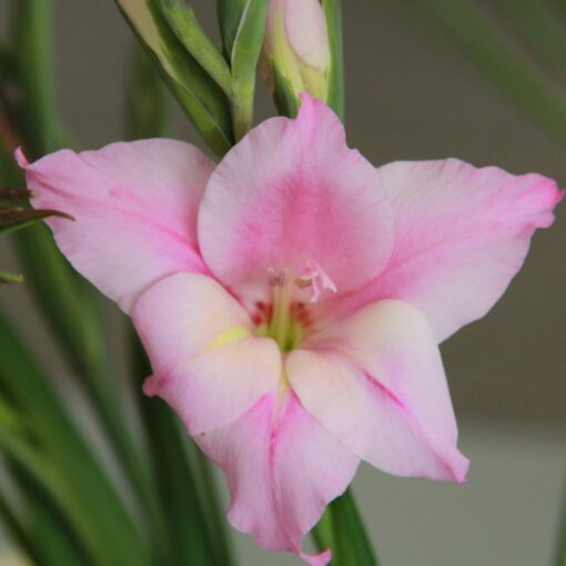 Gladiolus tubergenii 'Charming Lady'