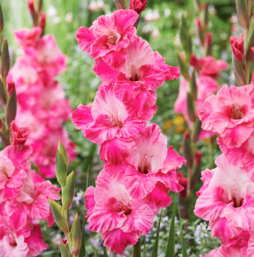 Gladiool 'Hugo' 12/14