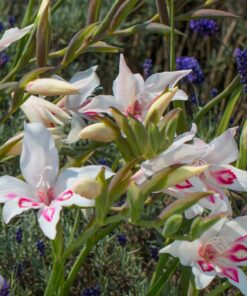 Gladiolus nanus &#8216;Nymph&#8217;
